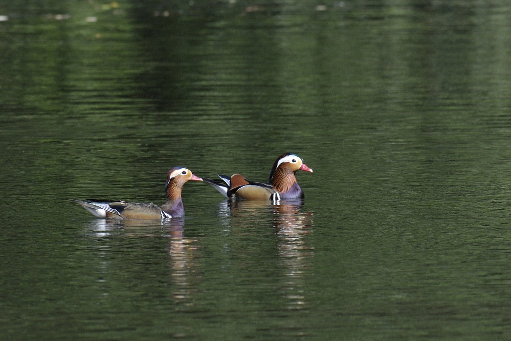 オシドリ雄 成鳥と若鳥