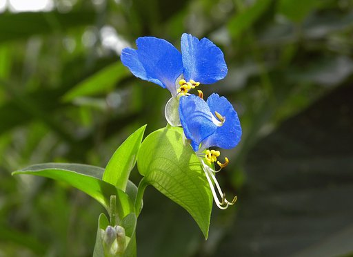 露草