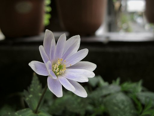和風の花