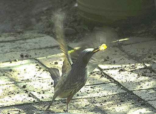 オオキニ