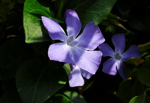 つるに日々草