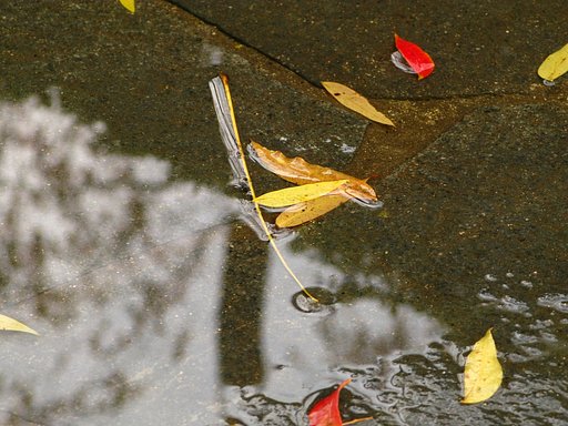 水溜り