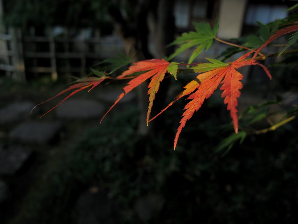 もみじ