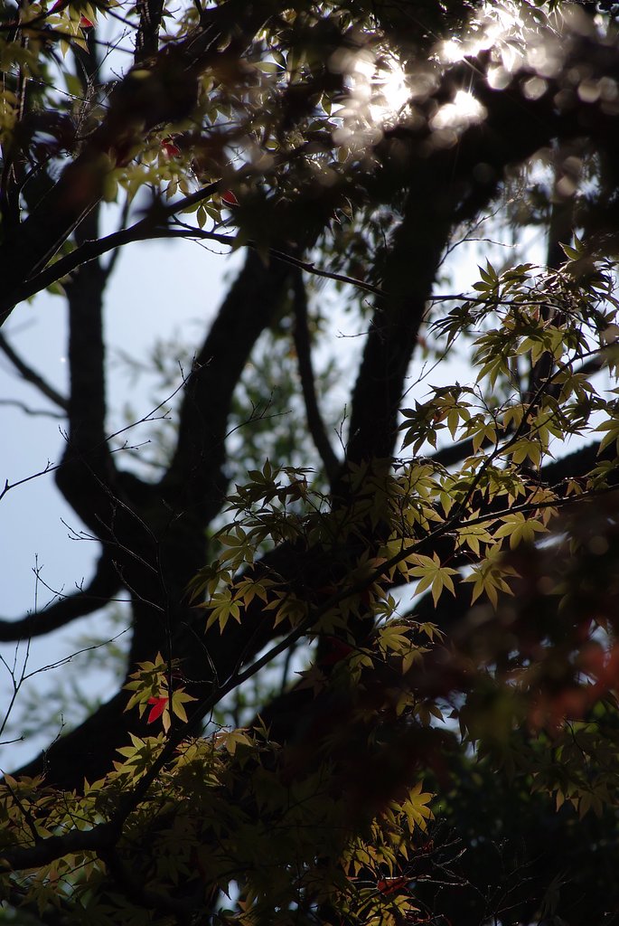ちょっとだけ紅葉・・・part2