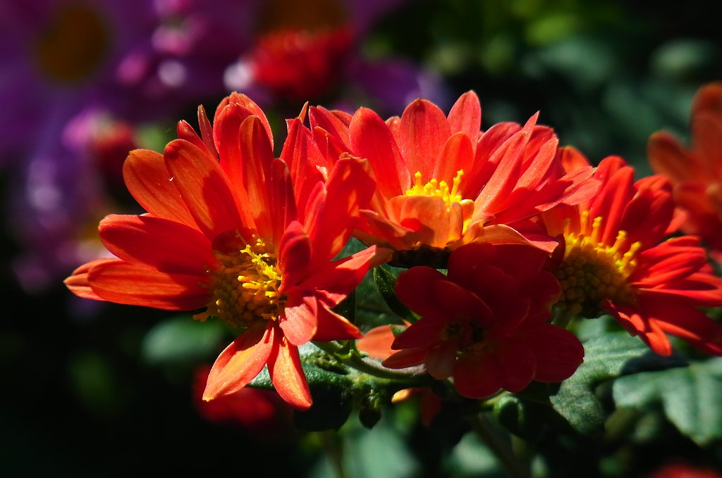 菊薫る季節②
