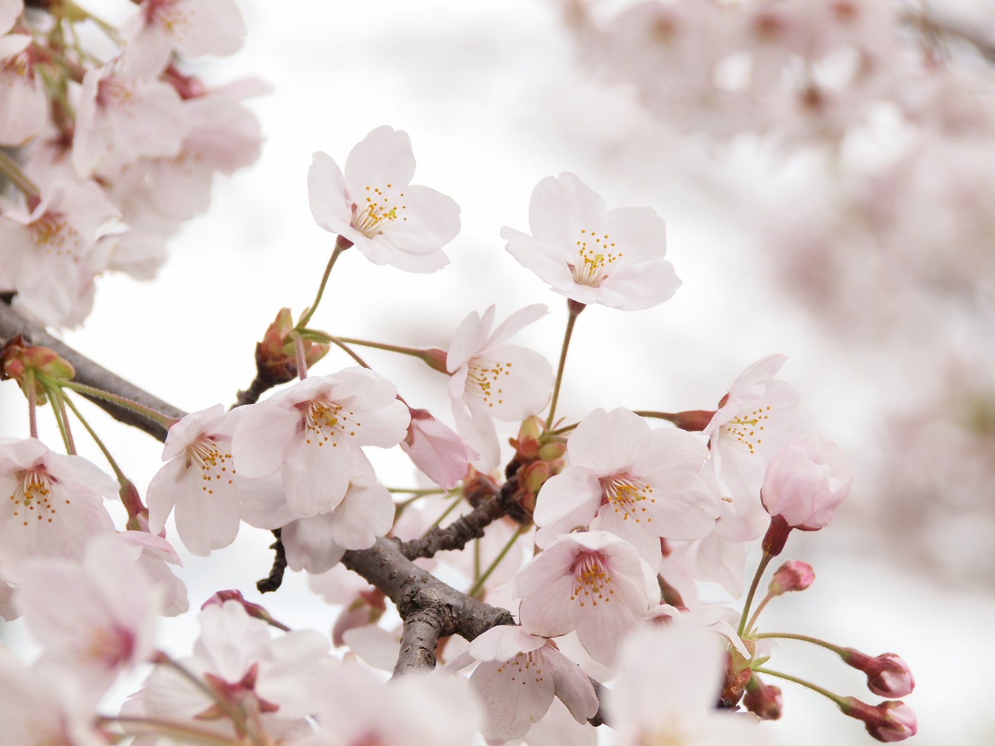 ４月のお題の発表です。