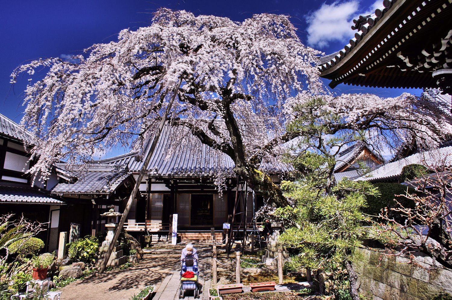 【この色　好き！】一本桜