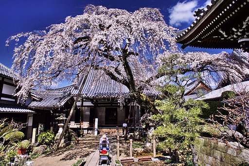 【この色　好き！】一本桜