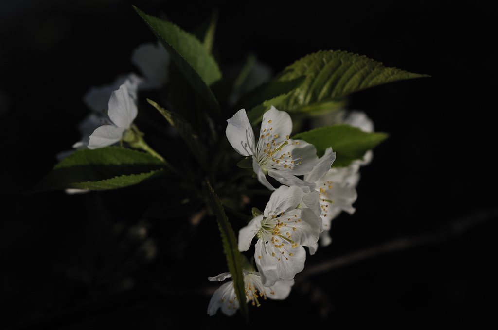 サクランボの花