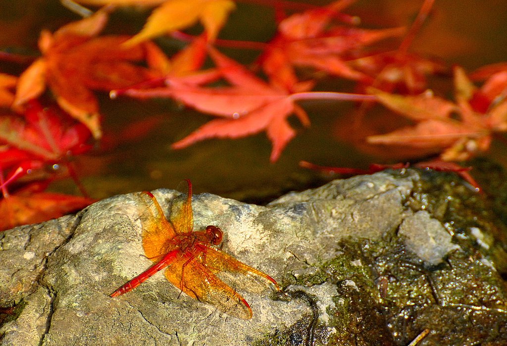キトンボ