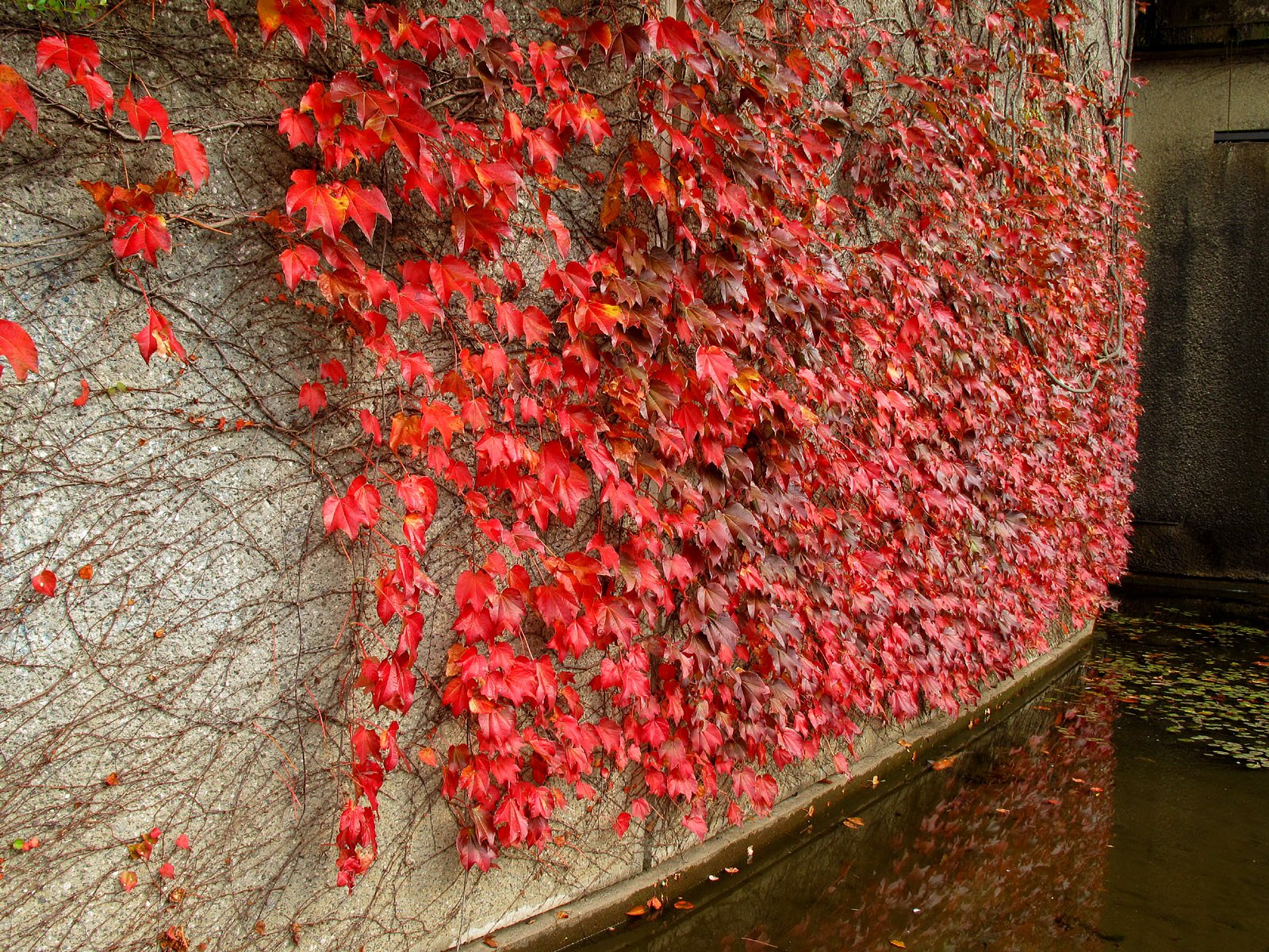 都会の紅葉