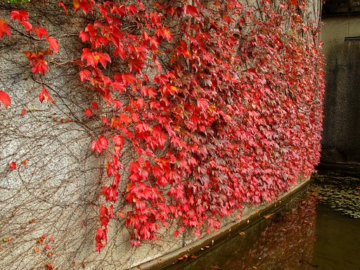 都会の紅葉