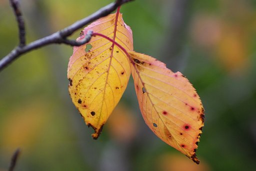 虫に食われた桜葉④