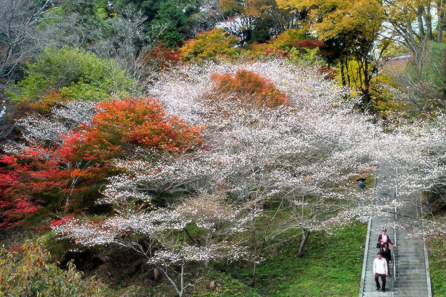 【絵のような】紅葉桜
