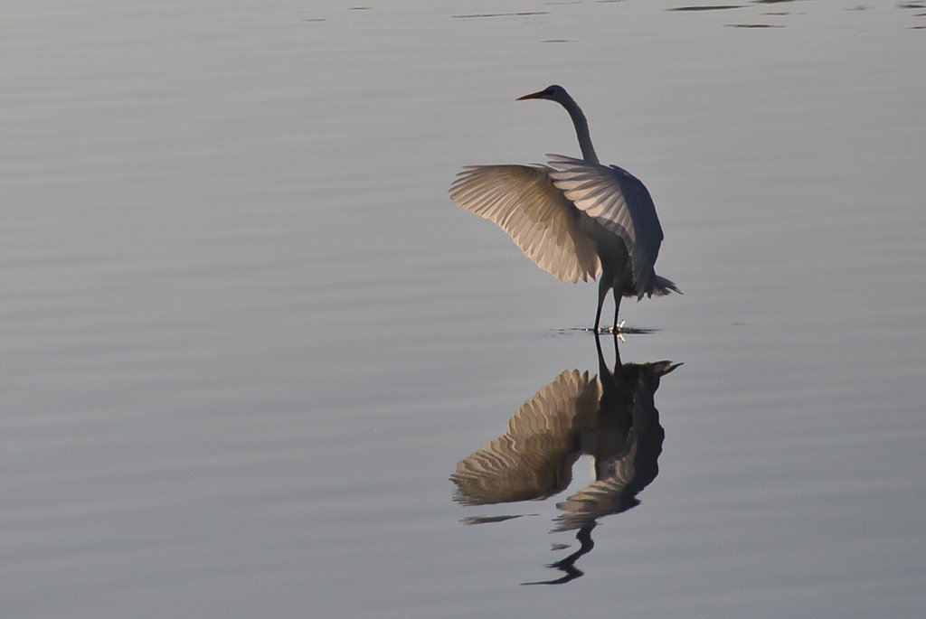 鳥の嗜み