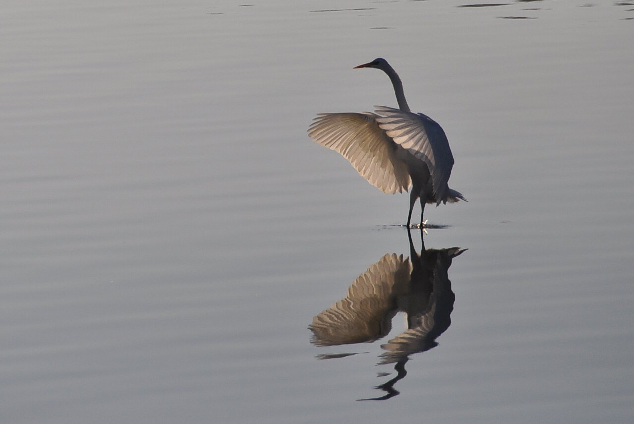 鳥の嗜み
