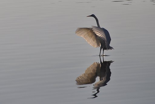 鳥の嗜み