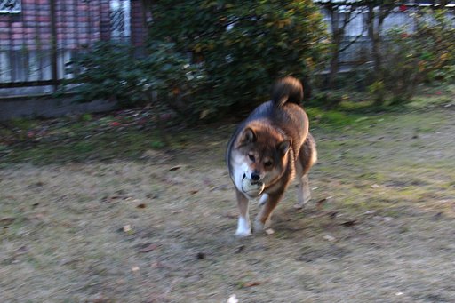 走る犬