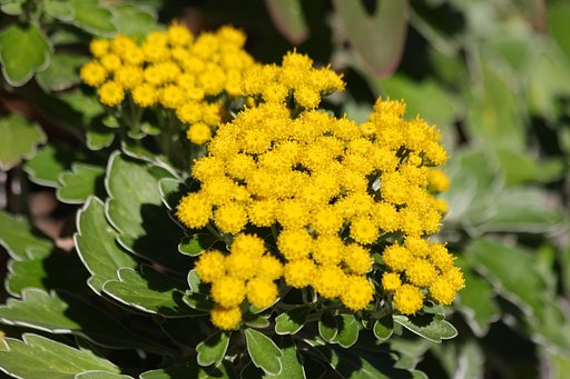 名も知らぬ花