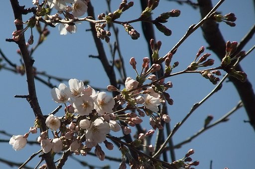 開花宣言・・・