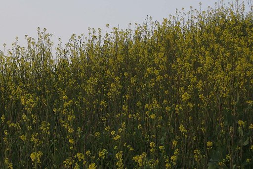 淀の夕、菜の咲く土手が