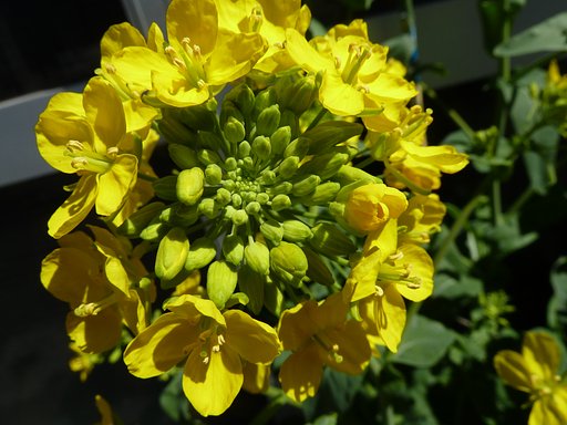 　　【　菜の花　】