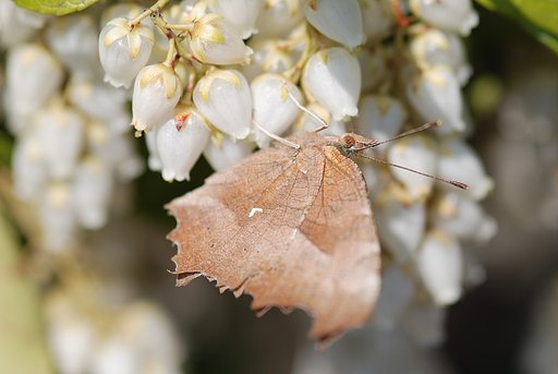 キタテハ給蜜中です？