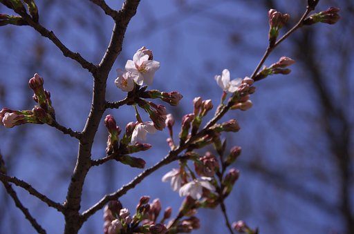 東京でも桜が