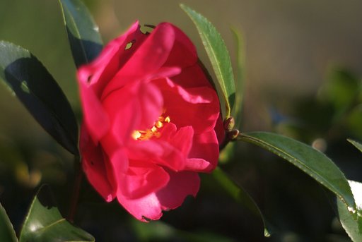 赤い椿が咲き始めましたが・・