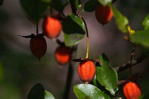 茂みの奥で（その４）