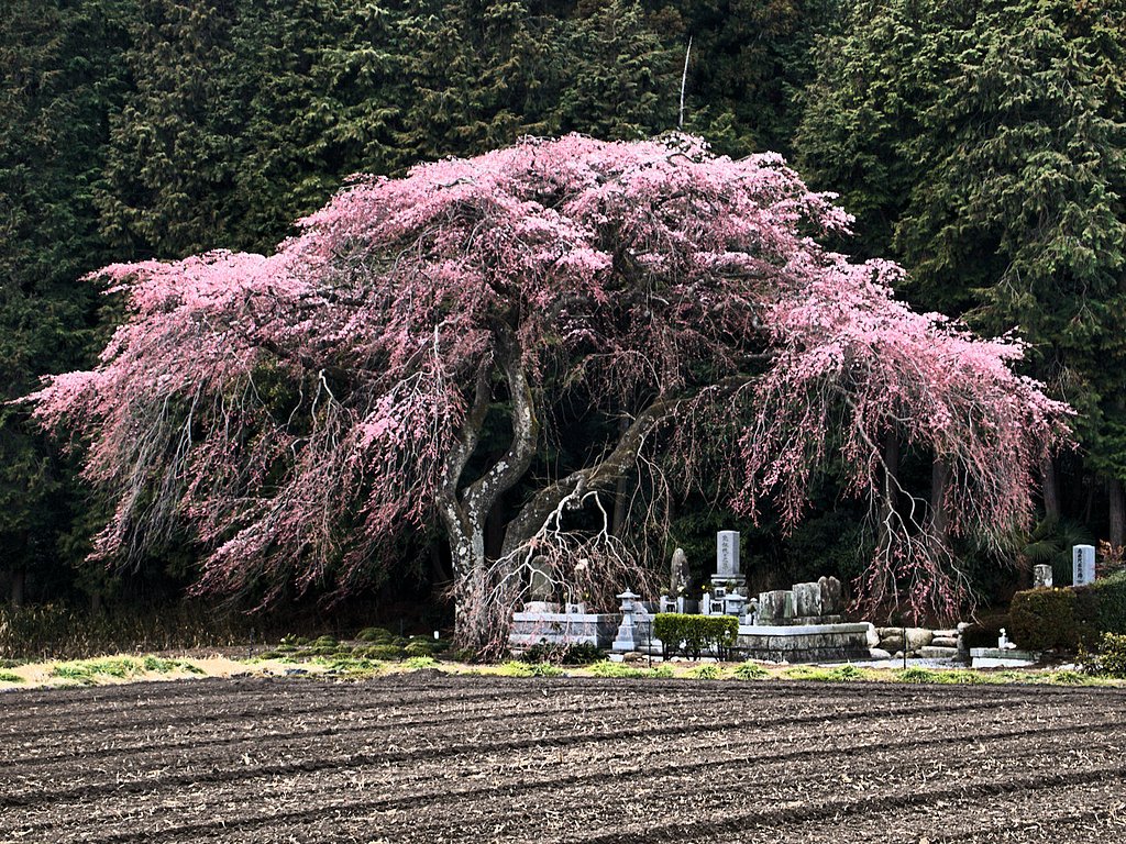 見守りしだれ桜