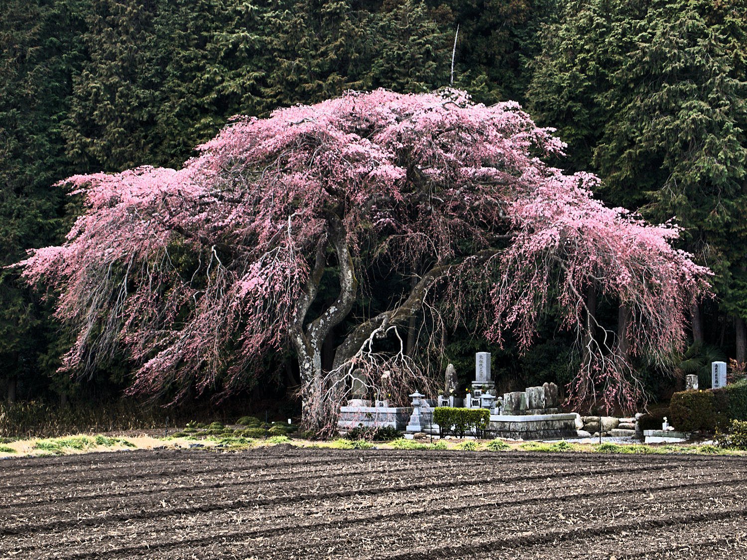 見守りしだれ桜