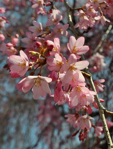 しだれ桜