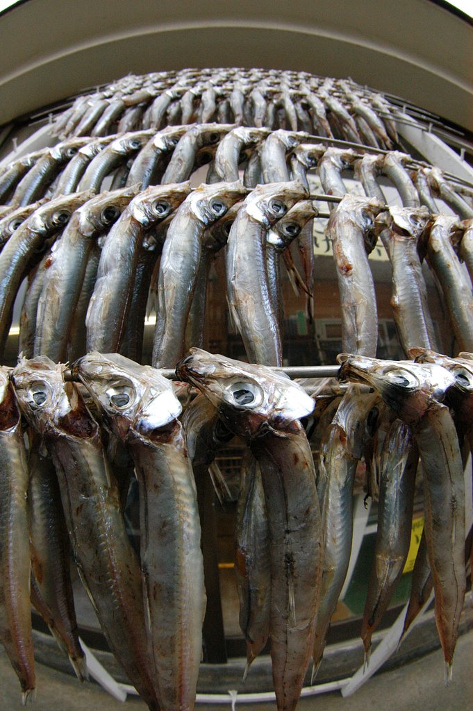 お魚