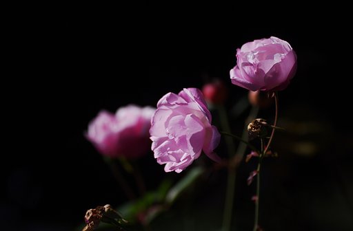 冬のバラ