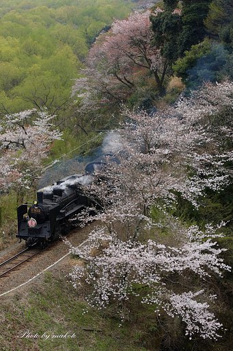 桜を追い越して