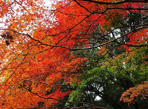 【絵のような】紅葉の橋