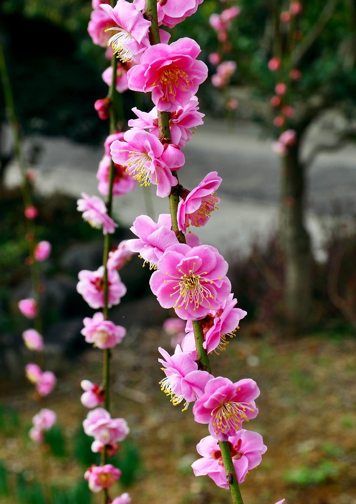 春爛漫