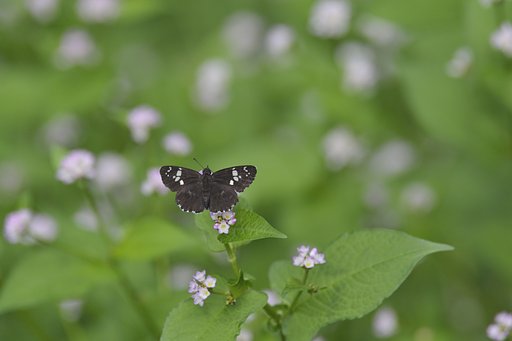 ダイミョウセセリ