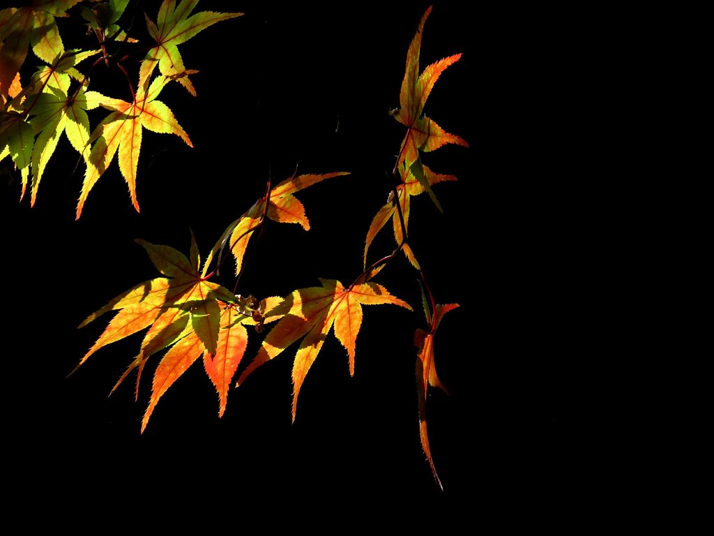 小さな紅葉