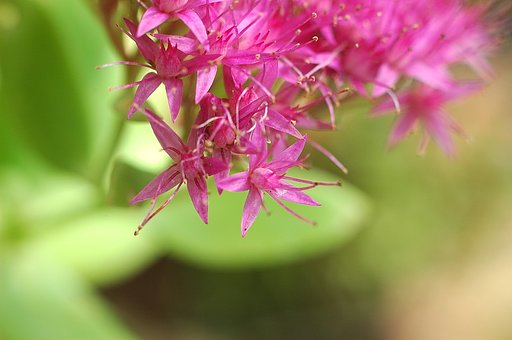 ミセバヤの花