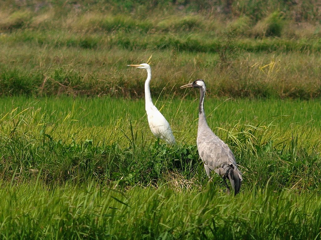 クロズルとダイサギ