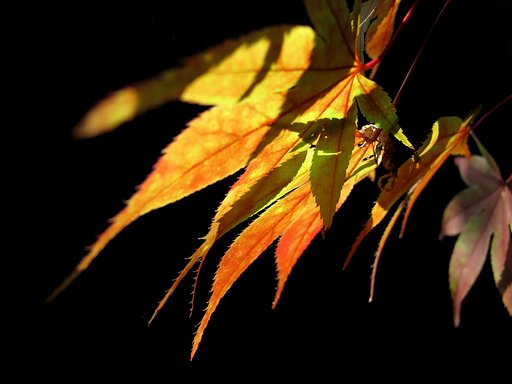 紅葉