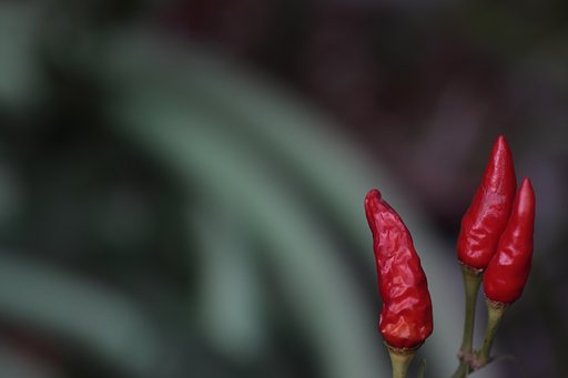花唐辛子？