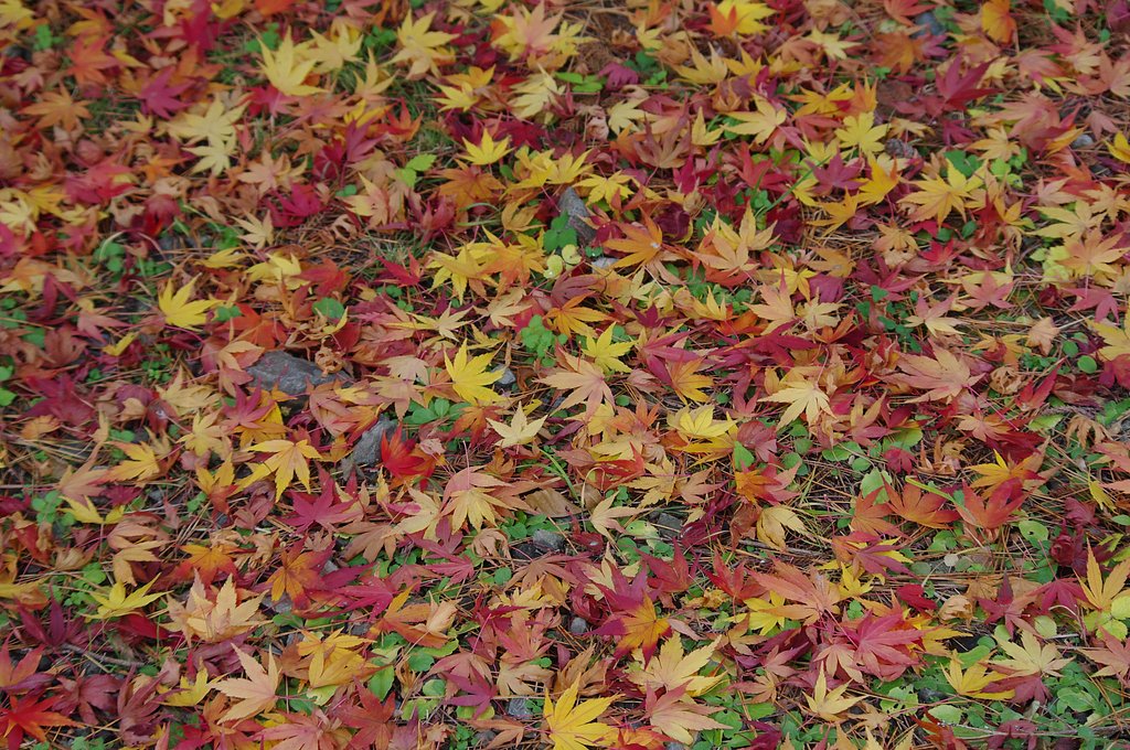 紅葉のじゅうたん