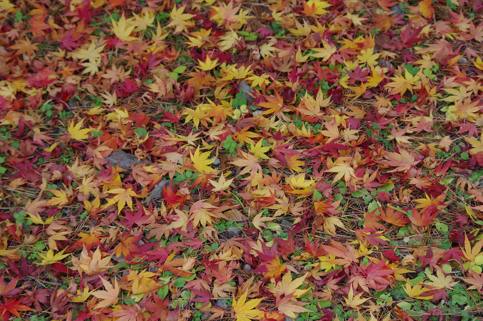 紅葉のじゅうたん