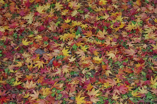 紅葉のじゅうたん