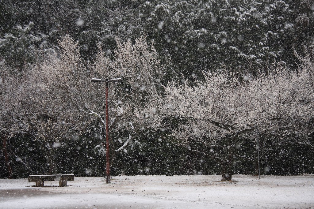 春の雪