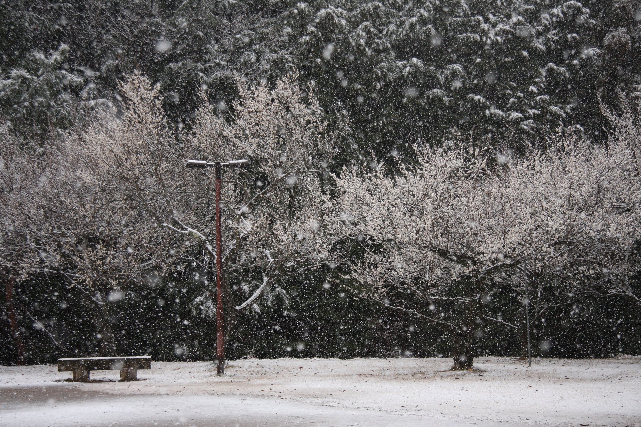 春の雪