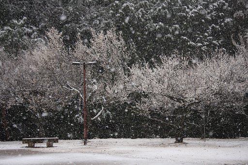 春の雪